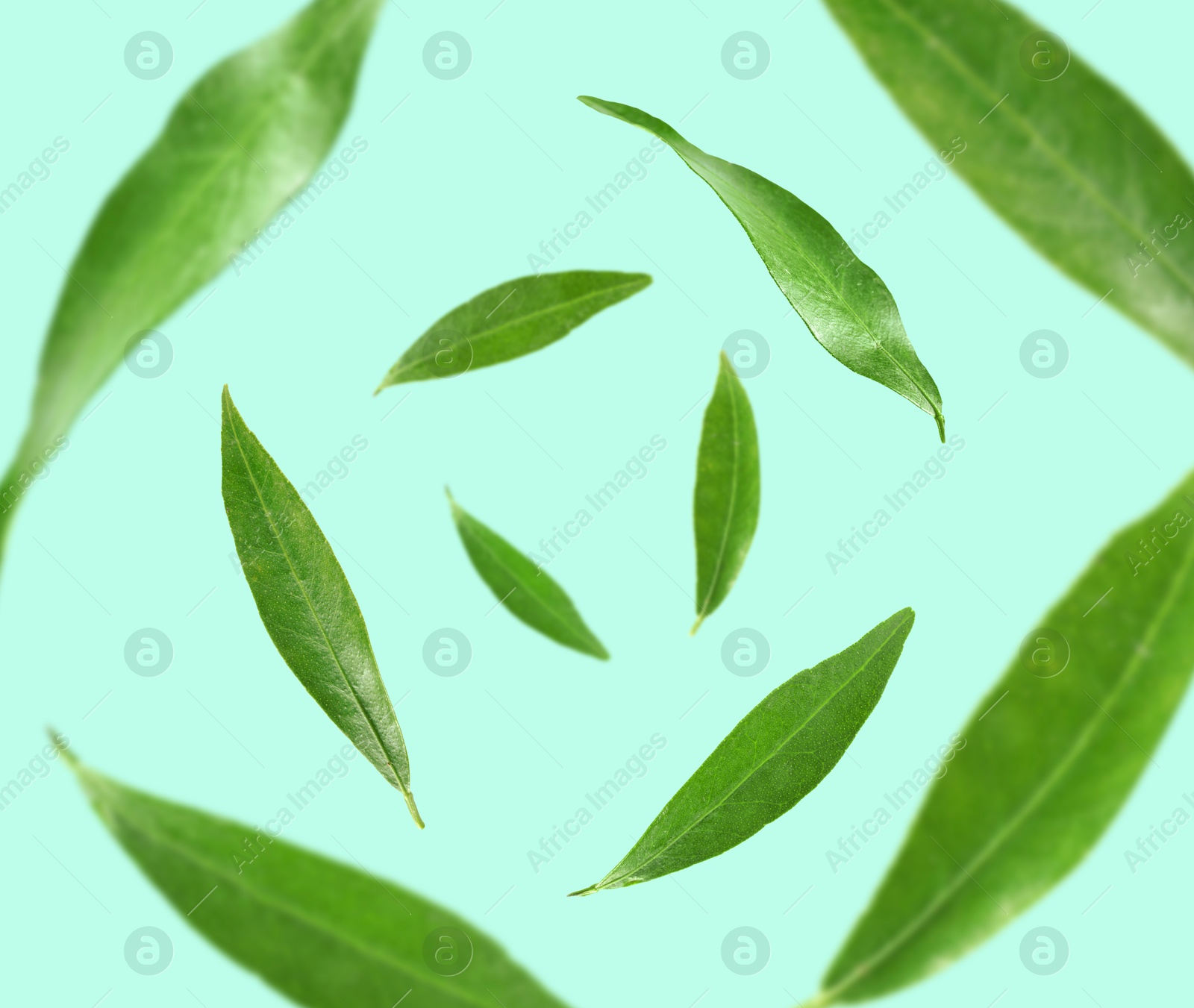 Image of Green leaves whirling on aquamarine background, selective focus