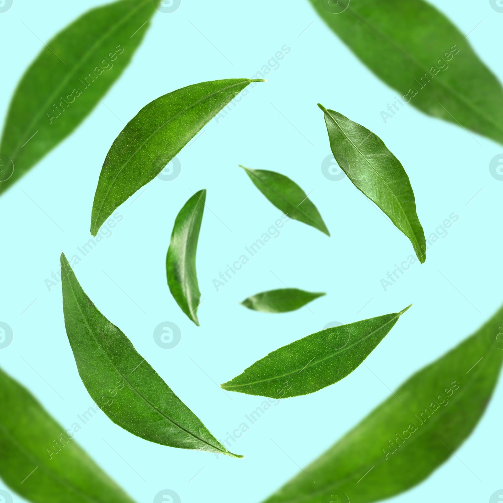 Image of Green leaves whirling on light blue background, selective focus