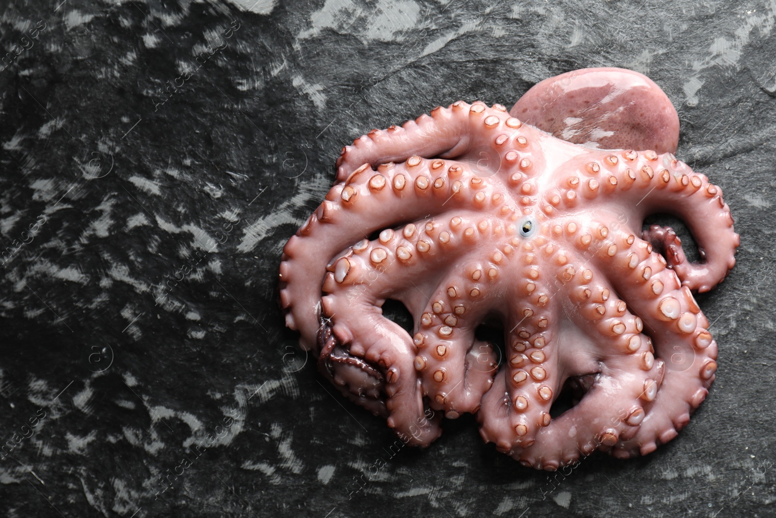 Photo of Sea food. One fresh raw octopus on dark table, above view. Space for text