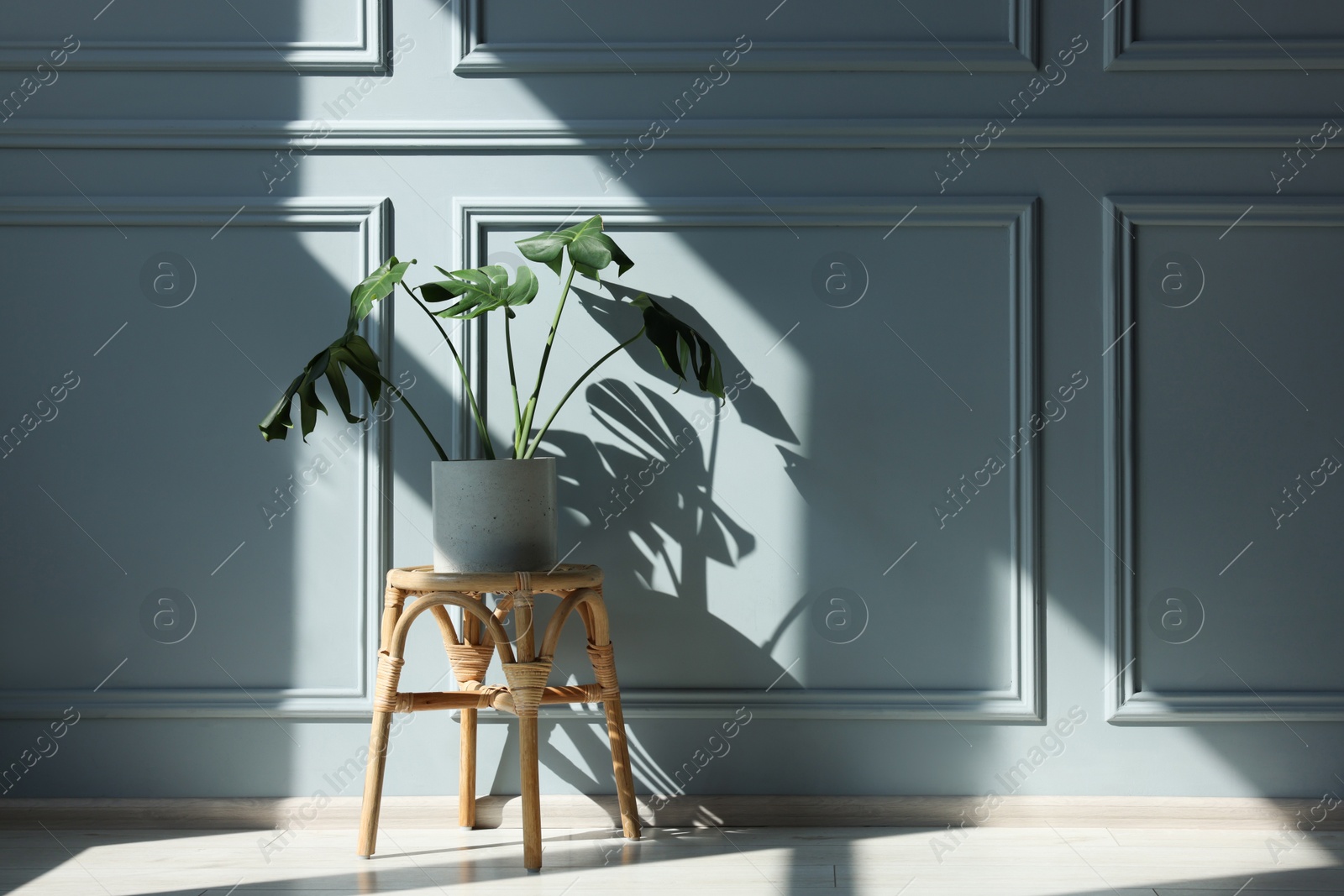 Photo of Stylish stool and houseplant near light grey wall indoors