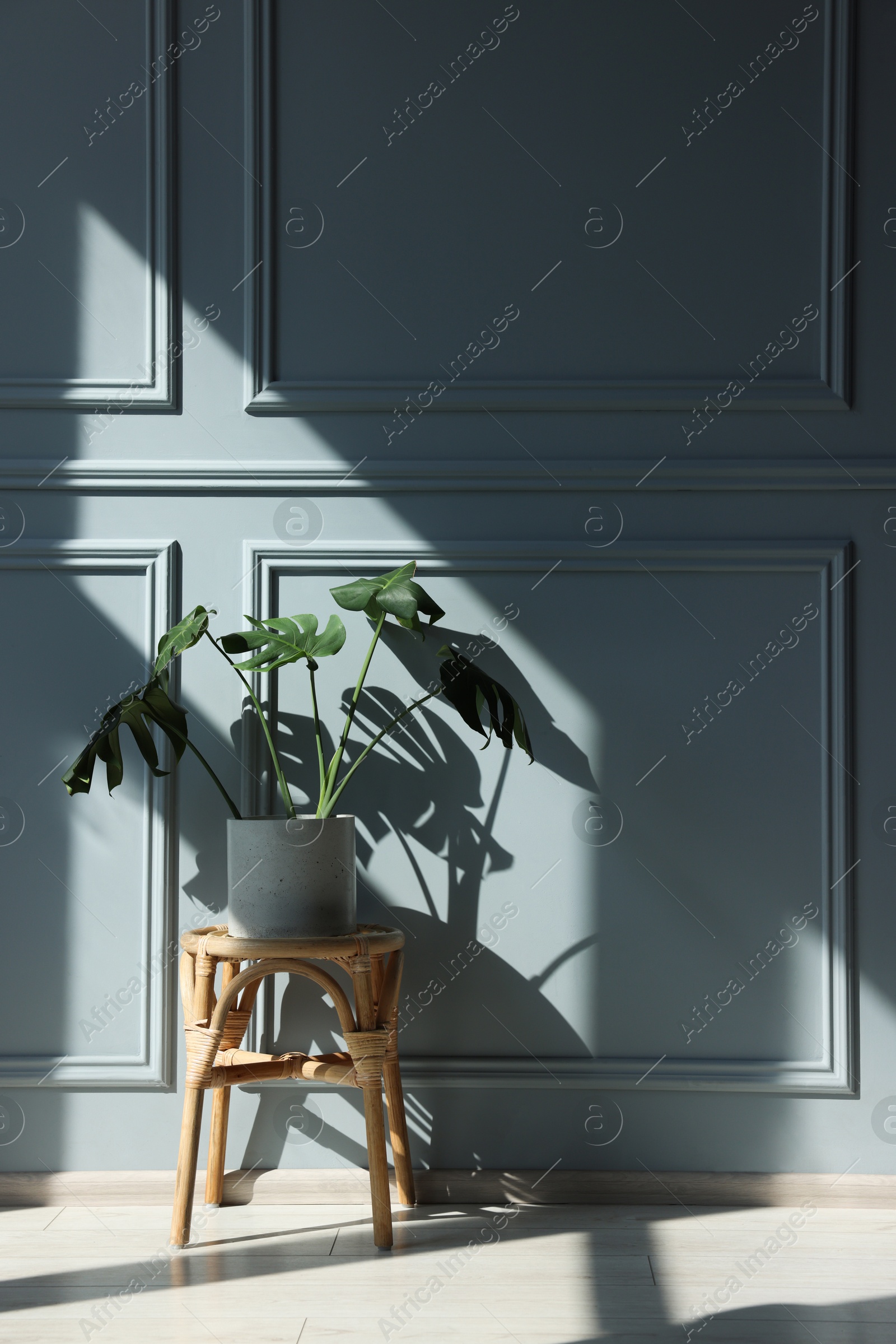 Photo of Stylish stool and houseplant near light grey wall indoors