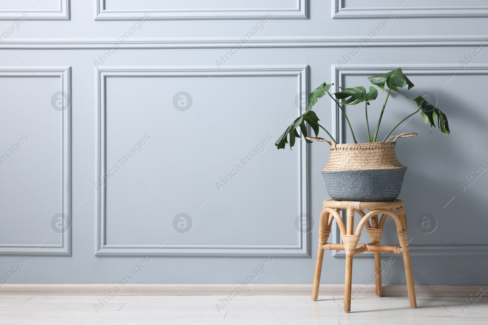 Photo of Stylish stool and houseplant near light grey wall indoors, space for text