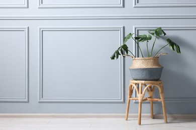 Photo of Stylish stool and houseplant near light grey wall indoors, space for text