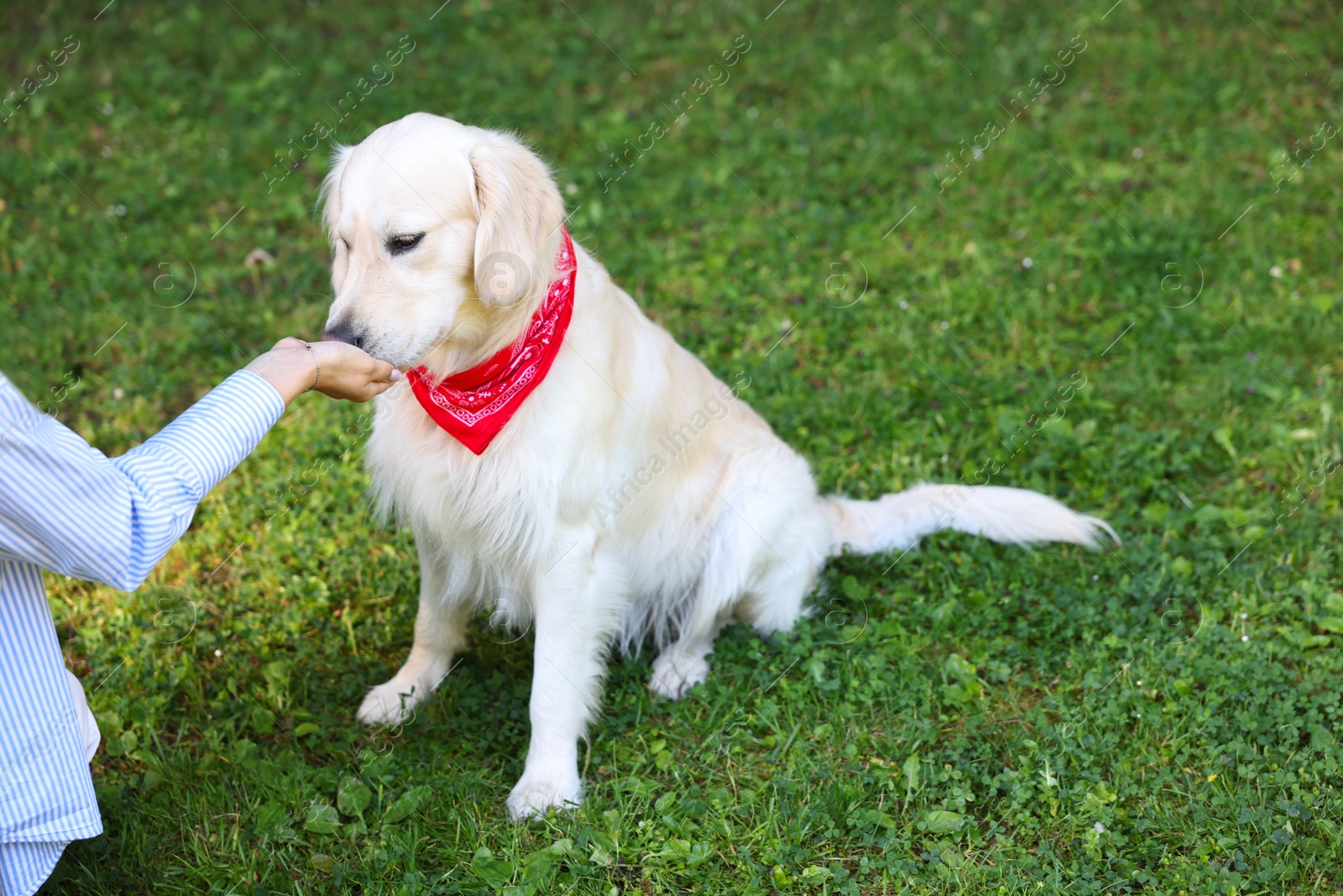 Photo of Owner feeding cute Golden Retriever dog outdoors, closeup