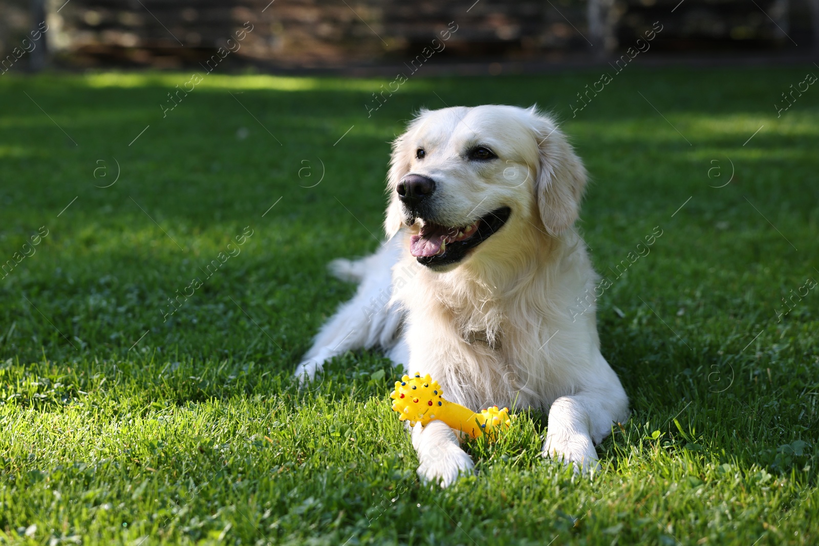 Photo of Cute Golden Retriever dog with toy on green grass. Space for text