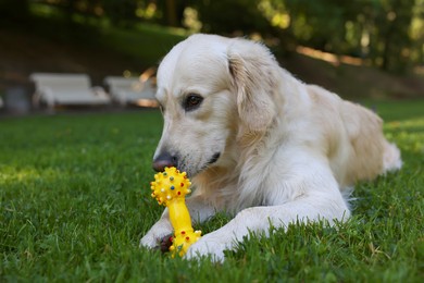 Photo of Cute Golden Retriever dog playing with toy on green grass