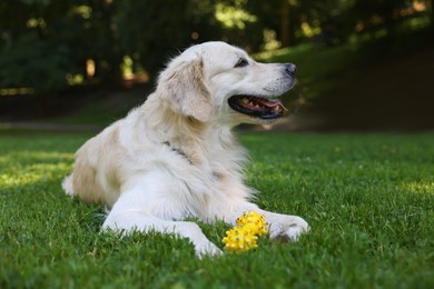 Cute Golden Retriever dog with toy on green grass