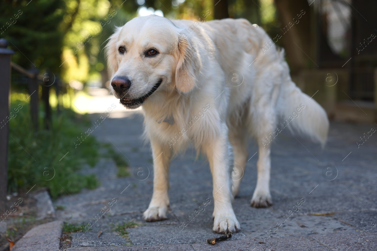 Photo of Cute Golden Retriever dog on city street