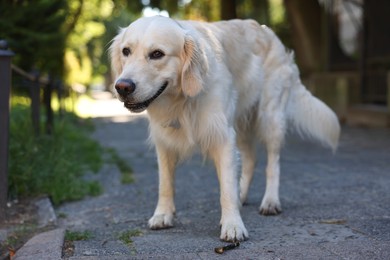 Photo of Cute Golden Retriever dog on city street