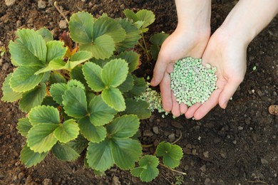 Photo of Woman putting fertilizer onto soil under plant outdoors, closeup