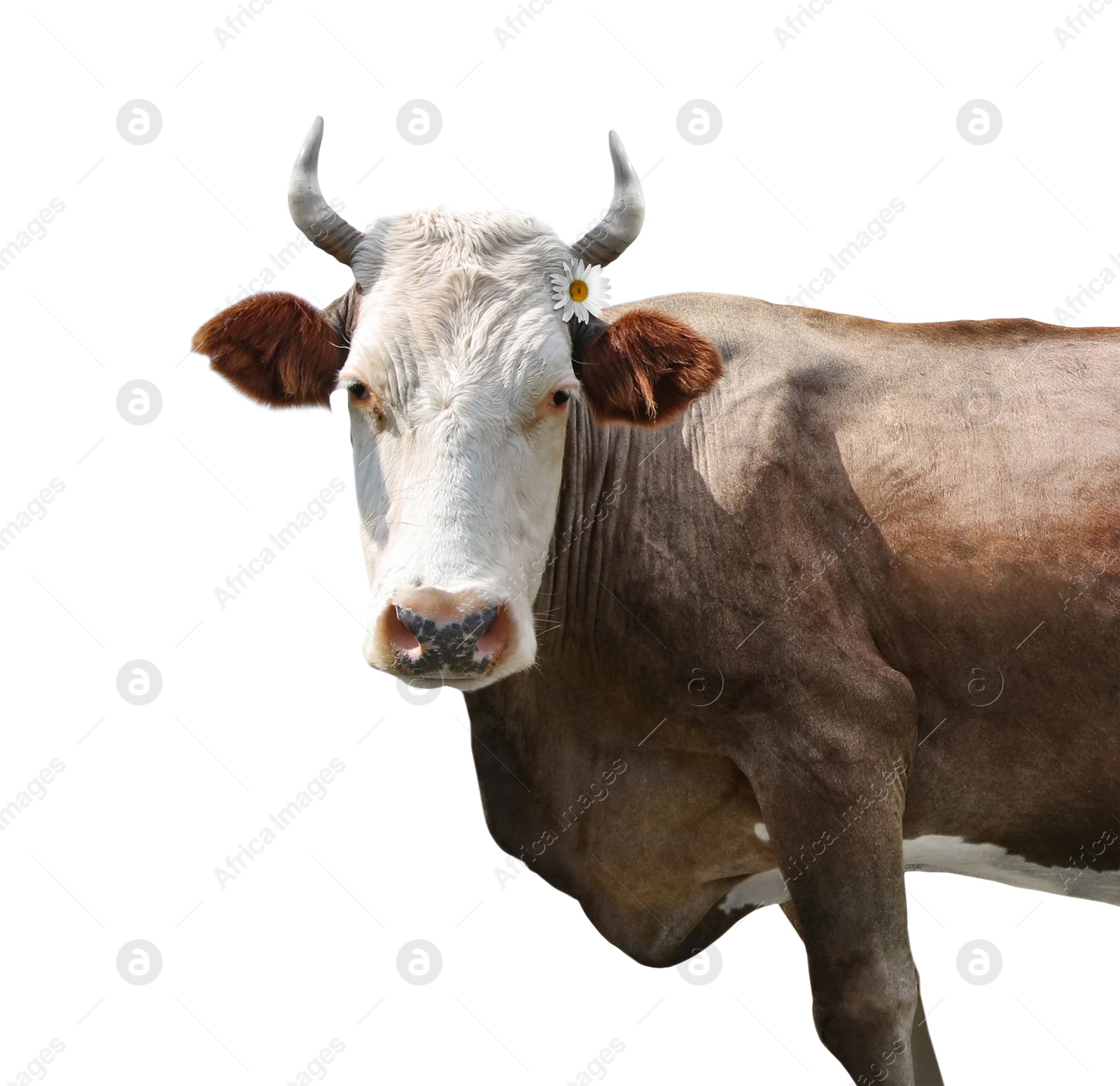 Image of Adorable cow with beautiful daisy flower on white background