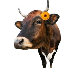 Cute cow with bright flower on white background