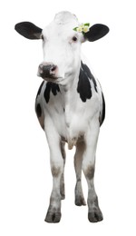 Cute calf with beautiful flowers on white background