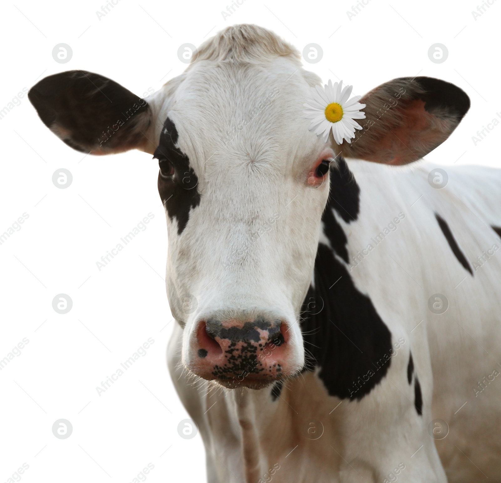 Image of Adorable cow with beautiful daisy flower on white background