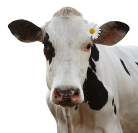 Adorable cow with beautiful daisy flower on white background