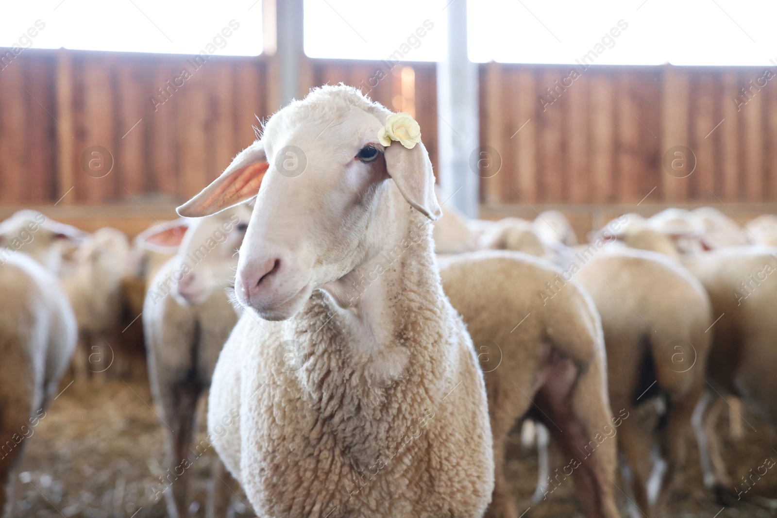 Image of Cute sheep with beautiful flower in barn on farm