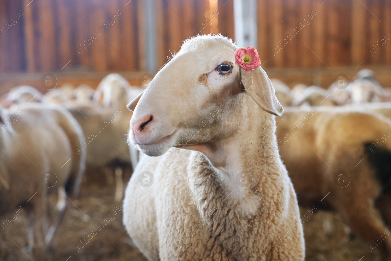 Image of Cute sheep with beautiful flower in barn on farm