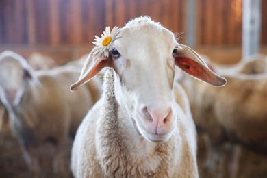 Cute sheep with beautiful daisy flower in barn on farm