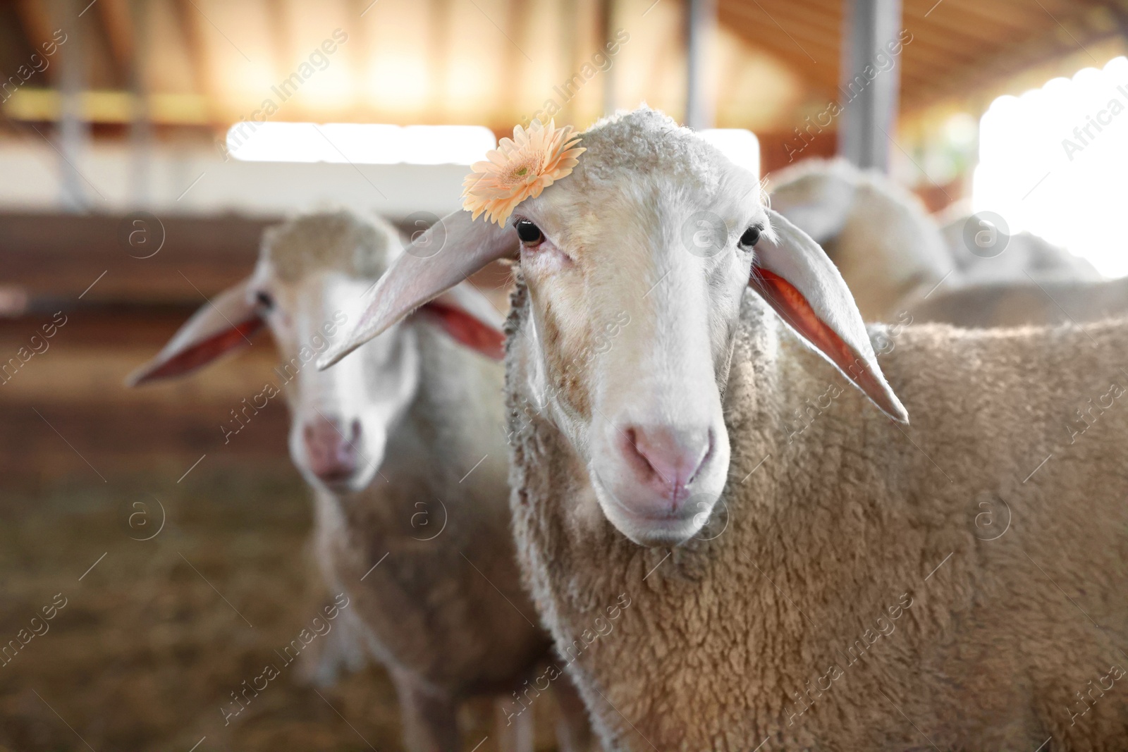 Image of Cute sheep with beige gerbera flower in barn on farm