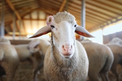 Image of Cute sheep with beautiful flower in barn on farm