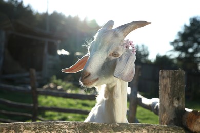 Cute goat with beautiful flowers in paddock at farm