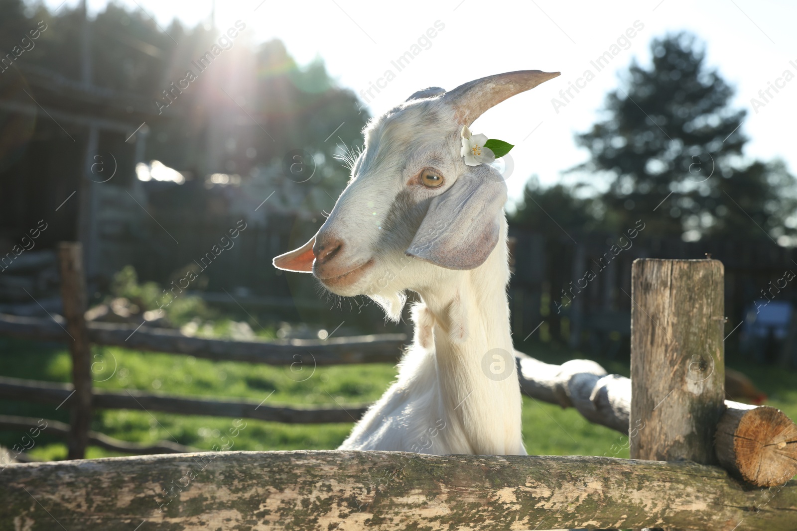 Image of Cute goat with beautiful flower in paddock at farm