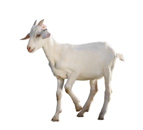 Adorable baby goat with beautiful flower on white background