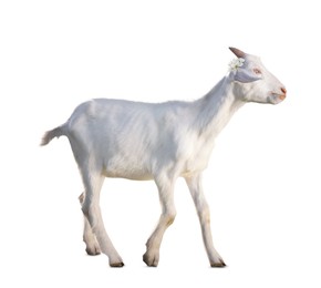 Adorable baby goat with beautiful flowers on white background