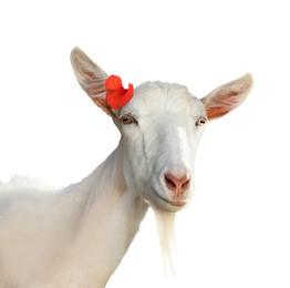 Image of Adorable goat with red hibiscus flower on white background