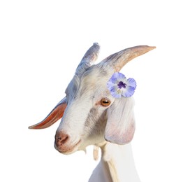 Adorable goat with hibiscus flower on white background