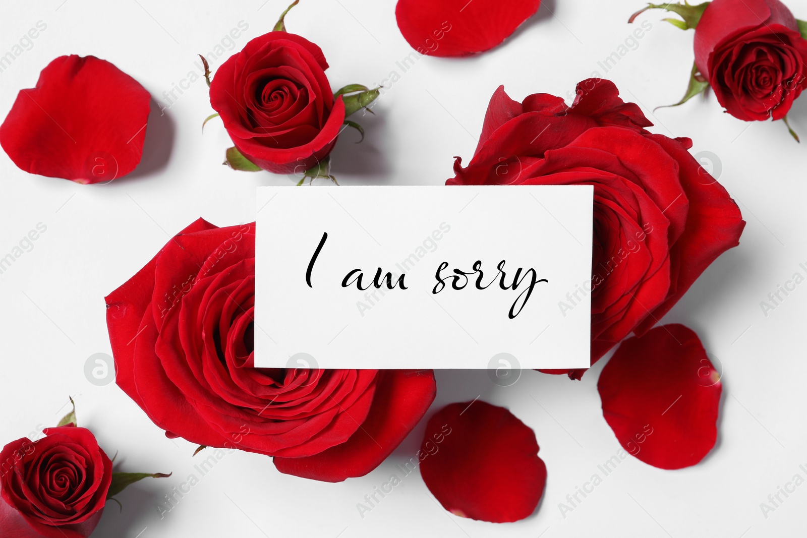 Image of Sorry card and red roses on white table, top view