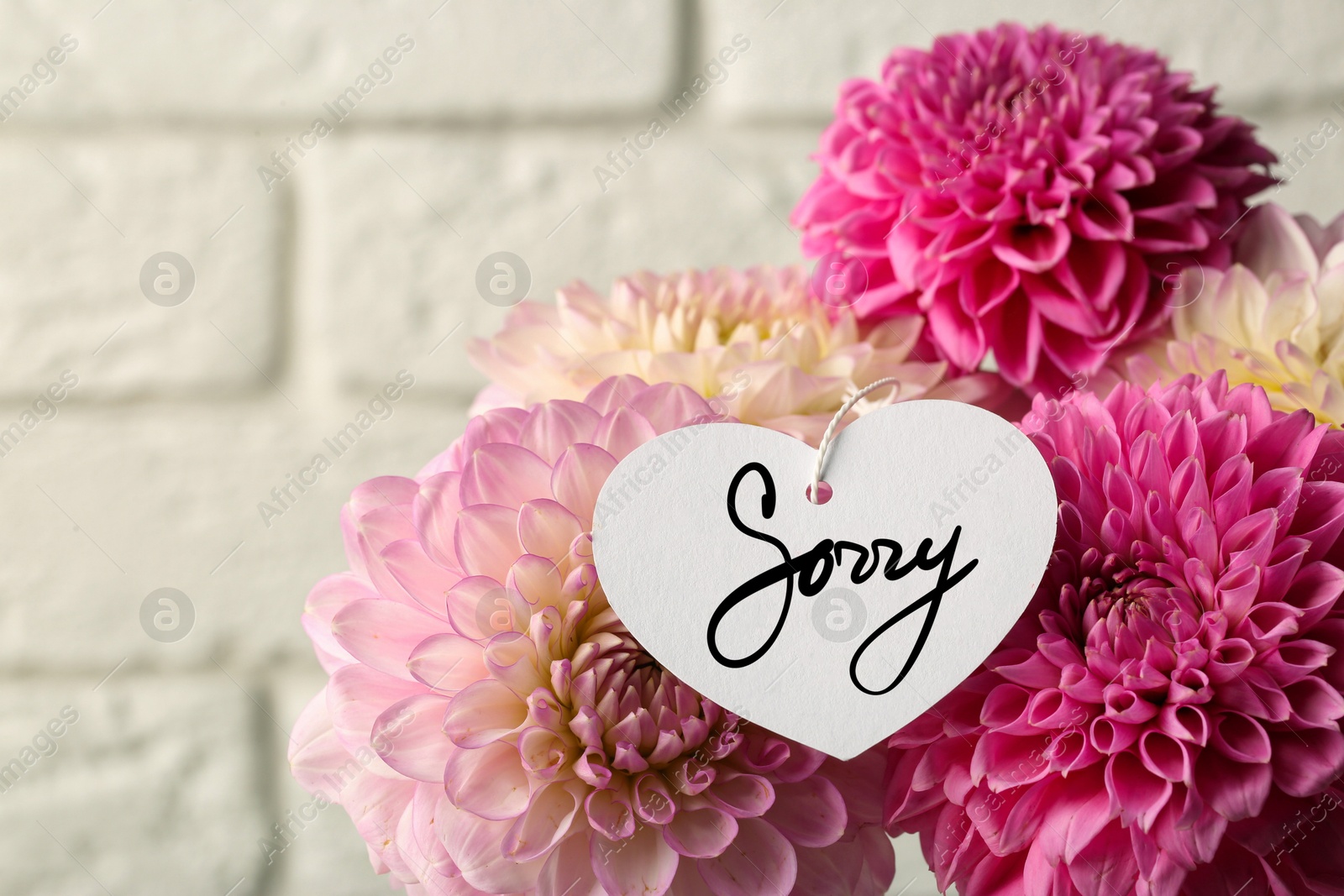 Image of Beautiful flowers with sorry tag against white brick wall, closeup