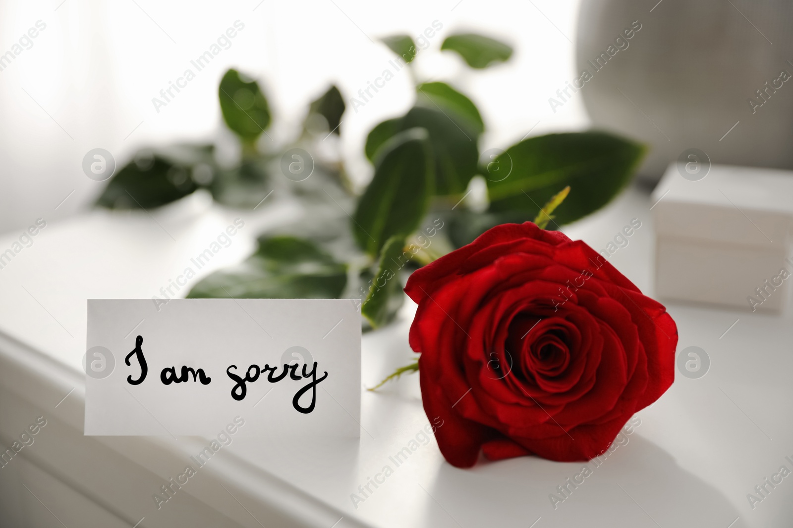 Image of Sorry card and red rose on white table, closeup