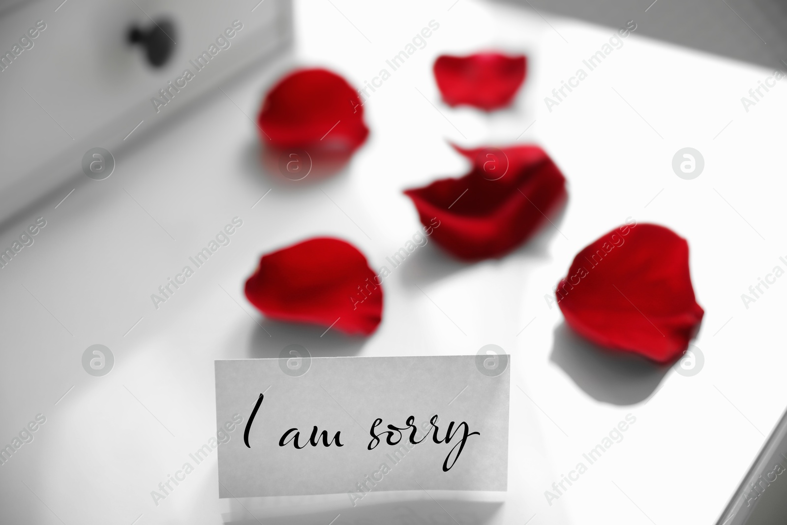 Image of Sorry card and red rose petals on white table, closeup