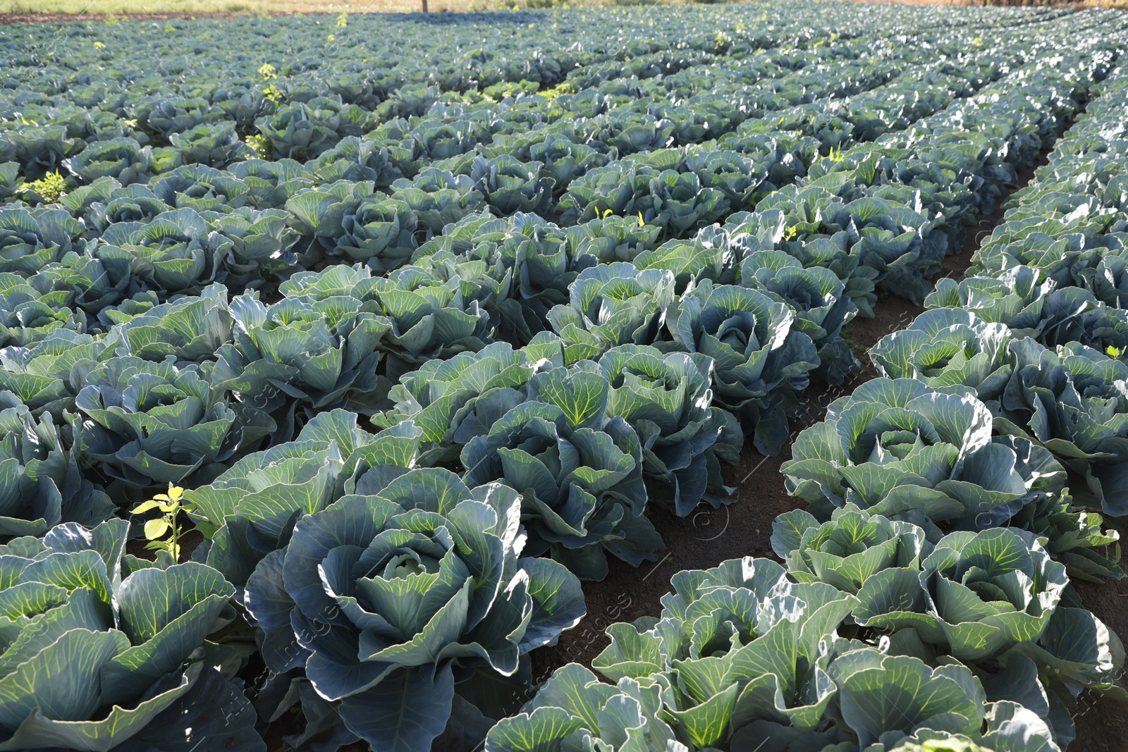 Photo of Green cabbages growing in field on sunny day