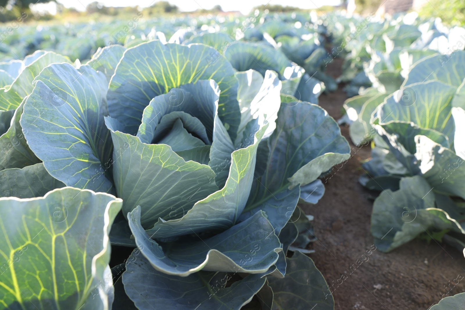 Photo of Green cabbages growing in field on sunny day, closeup