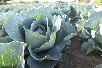 Photo of Green cabbages growing in field on sunny day, closeup