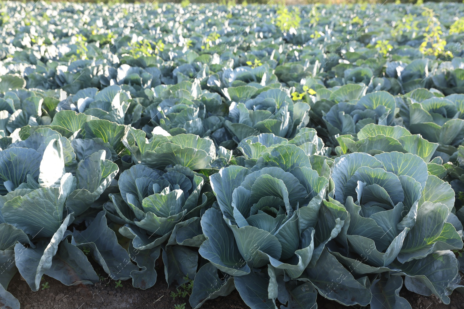 Photo of Green cabbages growing in field on sunny day