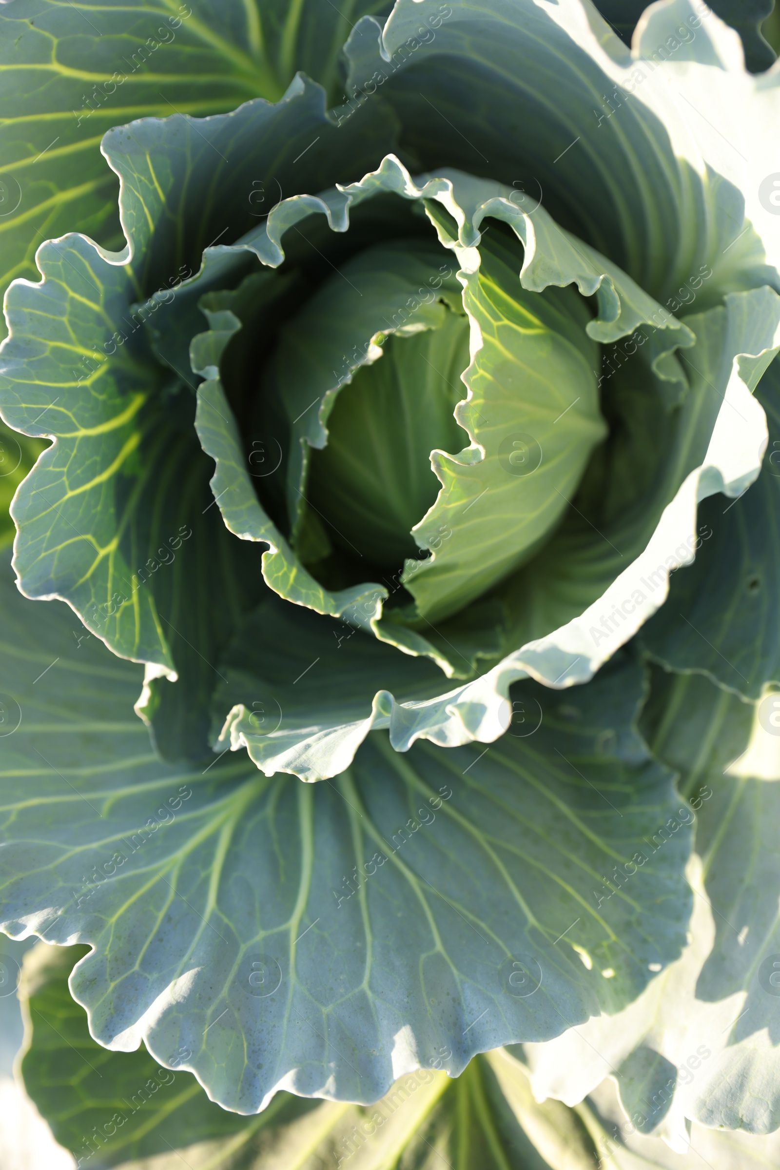 Photo of Green cabbage growing in field on sunny day, closeup