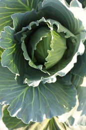 Photo of Green cabbage growing in field on sunny day, closeup