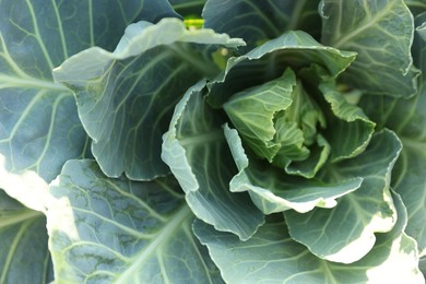 Photo of Green cabbage growing in field on sunny day, closeup