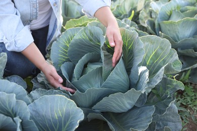 Photo of Woman harvesting fresh ripe cabbages in field, closeup