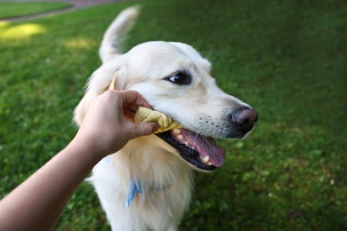 Photo of Owner giving toy to cute Golden Retriever dog outdoors, closeup