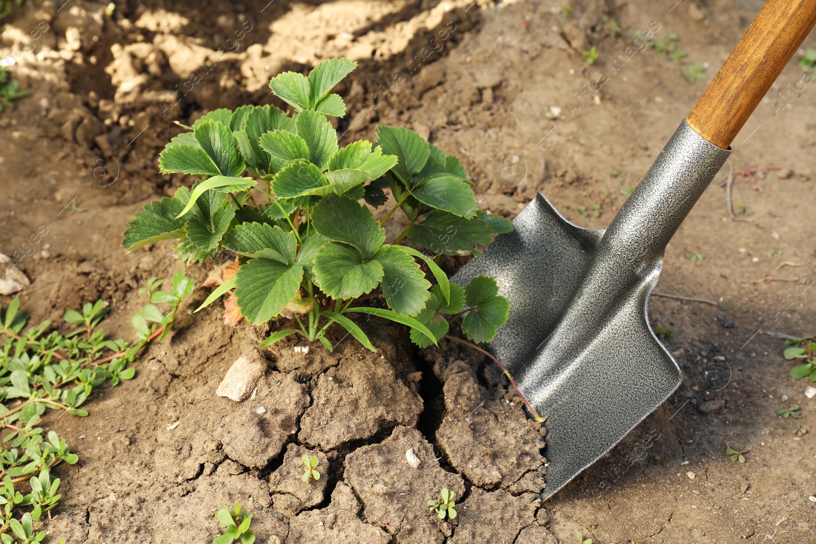 Photo of Digging strawberry bush out of soil with shovel in garden, closeup