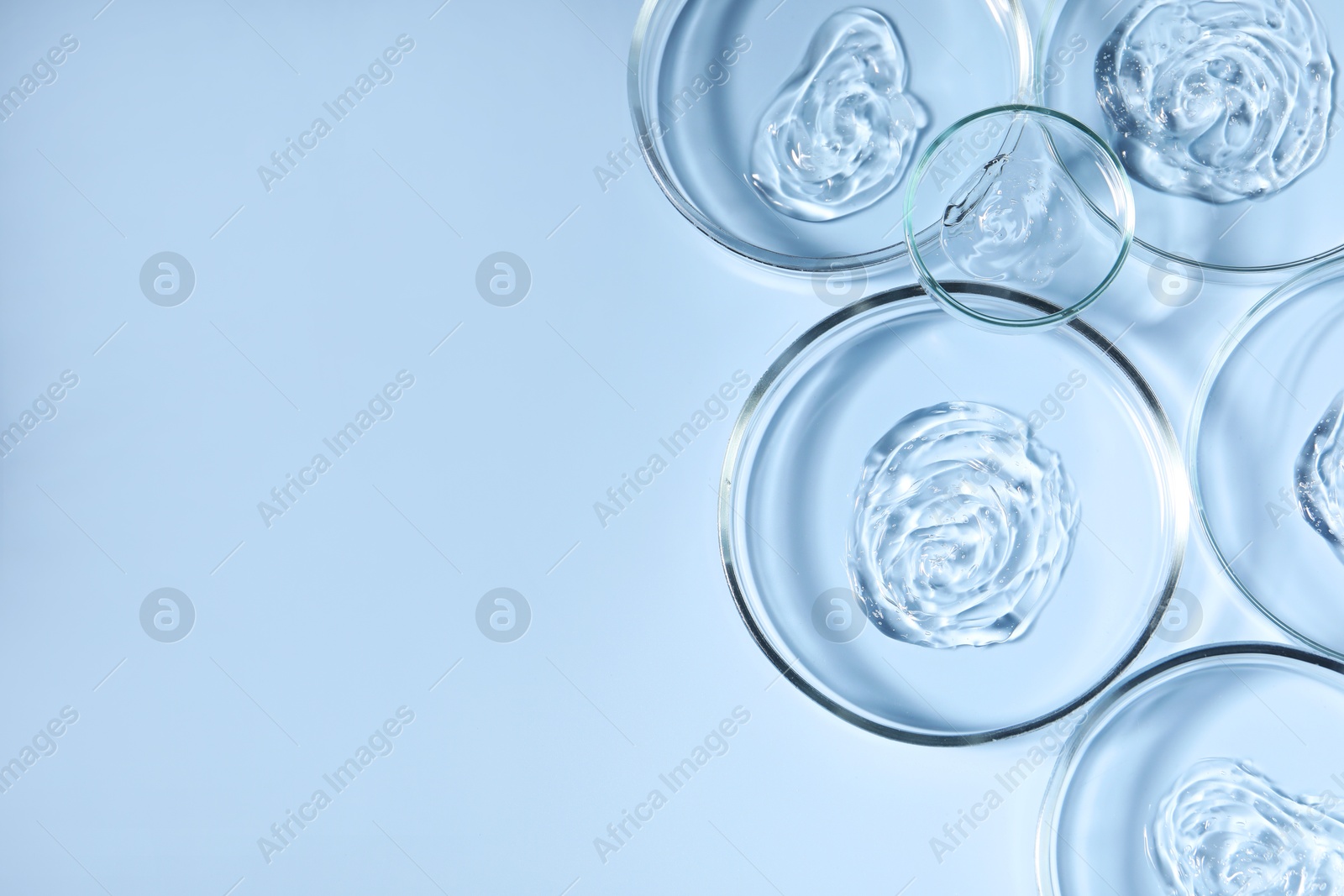 Photo of Petri dishes with samples on light blue background, top view. Space for text