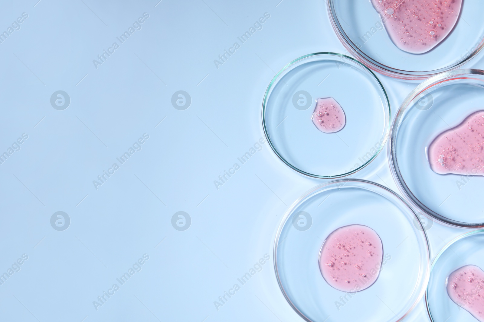 Photo of Petri dishes with samples on light blue background, top view. Space for text