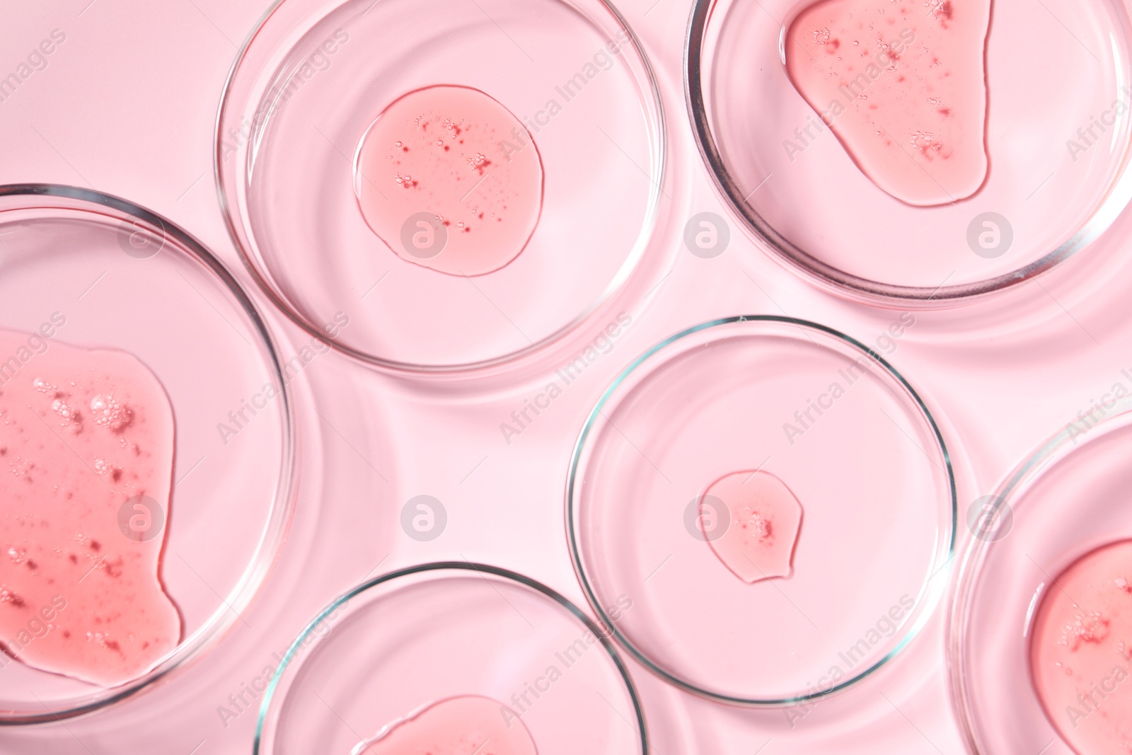 Photo of Petri dishes with samples on pink background, top view