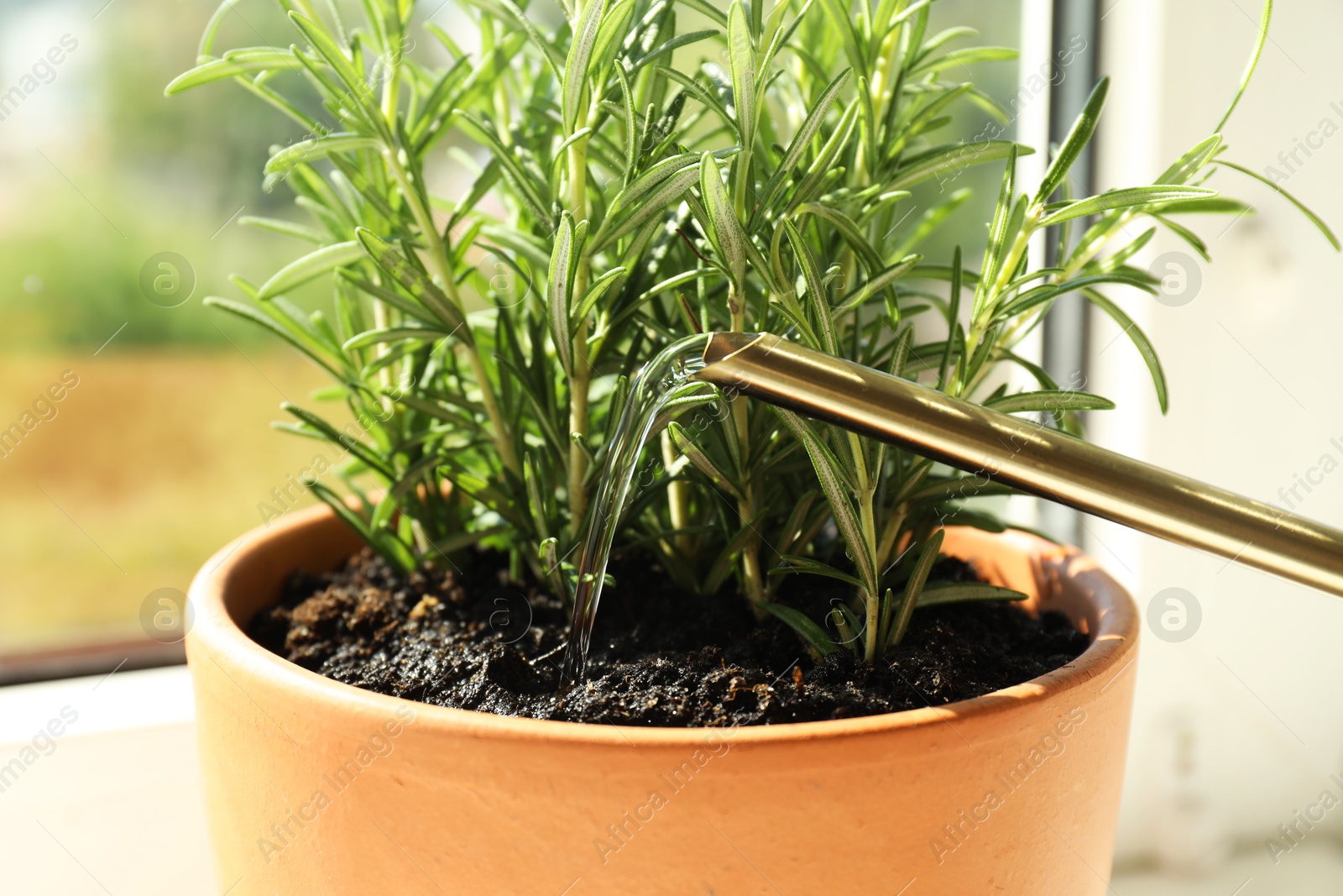 Photo of Watering fresh potted rosemary plant near window, closeup. Aromatic herb