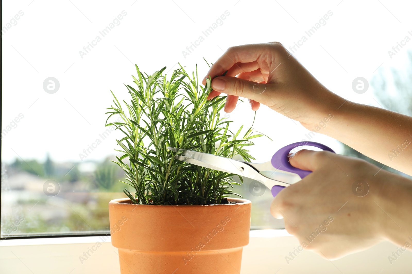 Photo of Woman cutting potted rosemary near window, closeup. Aromatic herb