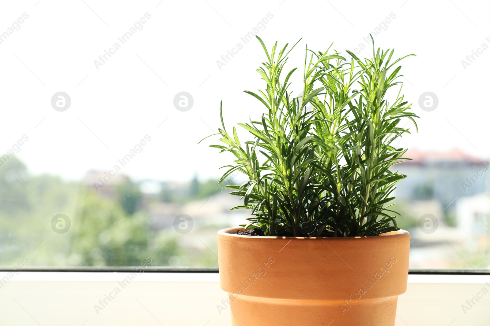 Photo of Rosemary plant growing in pot near window, space for text. Aromatic herb